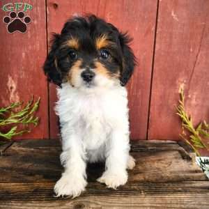 Thelma, Cavapoo Puppy